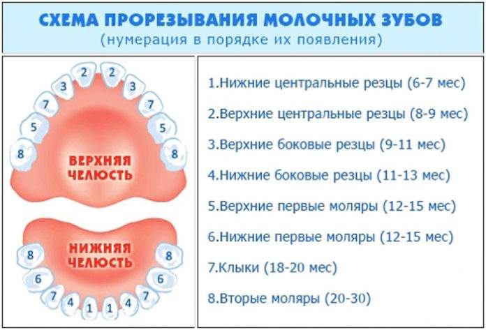 Верхняя челюсть при прорезывании зубов Верхняя челюсть при прорезывании зубов